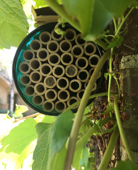 Native Bee Bottle Habitat